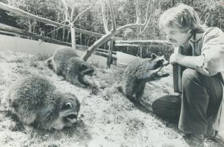 Raccoons at Metro Zoo look splendid in their summer coats, says animal keeper Oliver Claffey, above