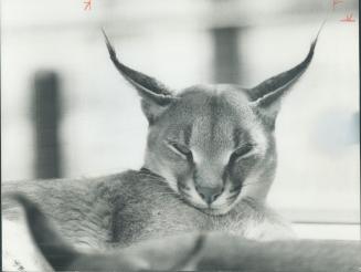 Sleepy-eyed lynx, with its distinctive long, pointed ears, shares one characteristic with cats all over the world, big and small, wild and domestic: T(...)