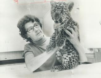 Foster mother for more than 60 animals over a 30-year period, Mable Southam holds latest baby, a 3 1/2-month-old Chinese leopard. Named Cheung Chiname(...)