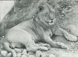 Proud lion takes a rest at the Metro zoo