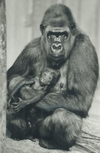 Mother and . . . Caroline, 11-year-old gorilla at Metro Zoo with her first baby which was born May 18 but whose sex zoo officials can't tell to this d(...)