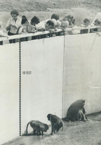 Although quiet and subdued here, these baboons aren't really penned in by 10-foot wall because they can jump 13 feet