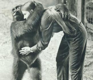 Barney, left, runt of Metro Zoo's gorilla family at a mere 90 pounds, gives keeper Linda Ervine a big hug, while Caroline, the gorilla in the picture (...)
