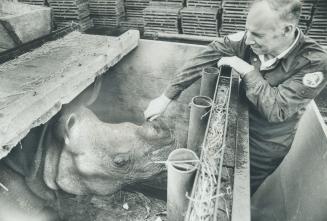 A new resident for the zoo. A rare Indian rhinoceros called Vinu but nicknamed Big Boy gets a pat on the snout from zoo-keeper Gerry Williams after ar(...)