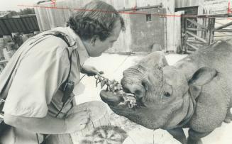 Rare rhino debuts at the metro zoo