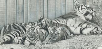 More stripes for new zoo. Five-week-old tiger cubs born at the new Metro zoo were let out of their cage for the first time yesterday and the mother, P(...)