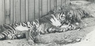 Canada - Ontario - Toronto - Zoos - Metro Toronto Zoo - Animals - Tiger