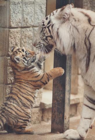 A ghost tiger cub making his public debut takes a swipe at his mother, Kivali, yesterday at the Metro zoo