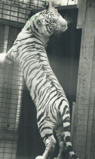Tiger makes debut. Zoo displays rare white Bengal