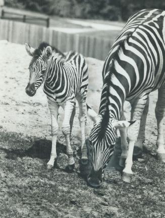 A new set of stripes at the zoo