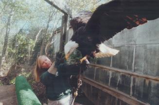 Home bird: Gronk the bald eagle, who flew the coop and spent two days of freedom in the Rouge Valley is back home at Metro Zoo, with keeper Maria Franks, who helped recapture her