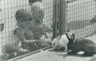 Rabbit hutch is one of the most popular stopping-off spots for children who visit Riverdale Zoo