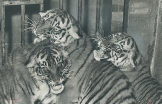 Trio of new tigers in Toronto. Come any nearer and we'll get the old man, Riverdale Zoo's 12-week-old tiger cubs seem to be telling the photographer. (...)