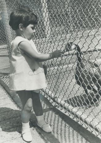 Franca Valenti, 2, holds out a tidbit to a Canada goose, one of the zoo's many itinerant inhabitants