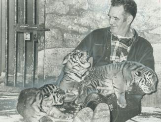 Tiger Triplets at riverdale zoo