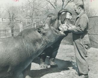 Putting the bite on the boss. Perky, the 3,000-pound hippo and Marlie, his 2,000-pound mate, were feeling a little hungry yesterday. So the couple let(...)