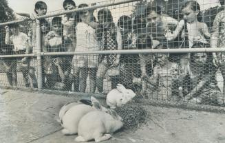 The bunny-napping scare leaves this group of rabbits at Riverdale Zoo quite undisturbed at their luncheon under the watching eyes of a group of young (...)