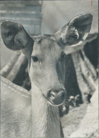 Longing for love and companiship as she pines in her lonely pen in an isolated corner of Riverdale Zoo, beauty, a year-old doe of the exotic Barasingh(...)