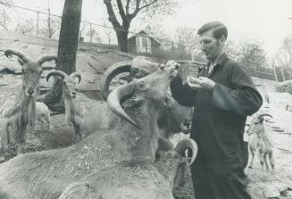 Zoo attendant Albert Marsh feeds the Barbary sheep at Riverdale Zoo