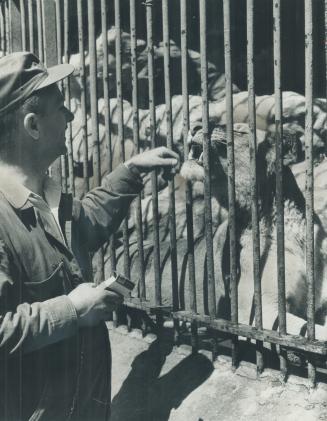The ferocious lion. Riverdale zoo animal keeper Jack McFadden gingerly extends a hand toward one of its latest acquisitions, Jane, a lioness which arr(...)