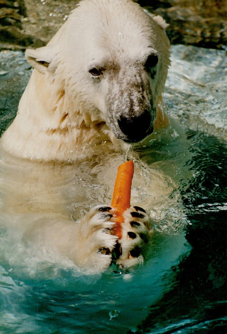 Polar bear Sanikiluaq enjoyed a carrot while showing off her new cub at the Metro zoo yesterday