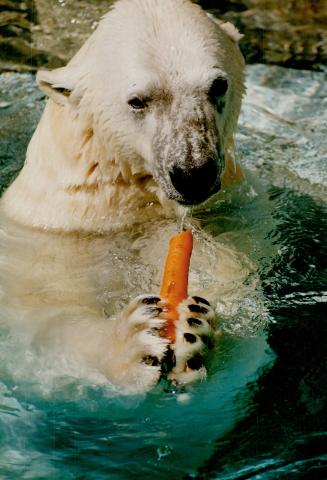 Polar bear Sanikiluaq enjoyed a carrot while showing off her new cub at the Metro zoo yesterday