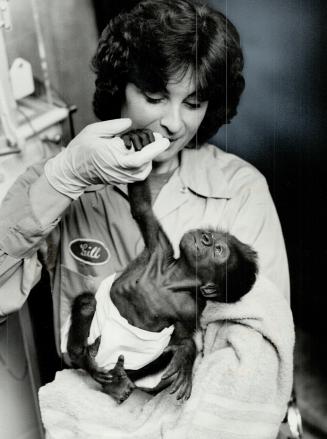 Loving care. Gill Dinnarr, a keeper at Metro Zoo, gives 3-week-old gorilla tender loving care after baby was rejected by her mother. Gorilla will depe(...)
