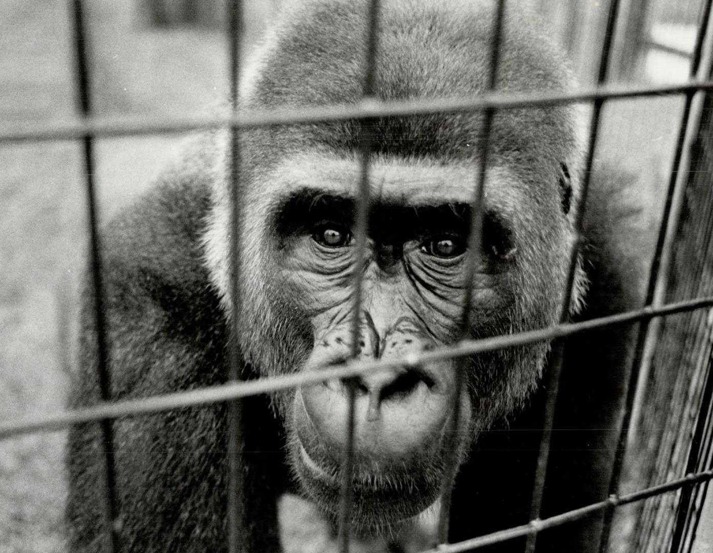 Canada - Ontario - Toronto - Zoos - Metro Toronto Zoo - Animals - Monkeys - (1 of 2 files)