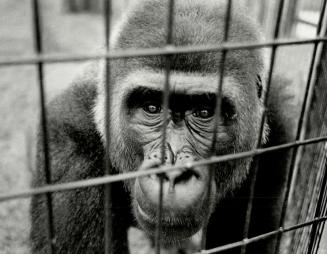 Canada - Ontario - Toronto - Zoos - Metro Toronto Zoo - Animals - Monkeys - (1 of 2 files)