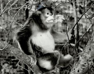 Golden monkeys: The zoo's guests - like giant pandas - are an endangered species