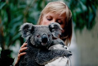 One of two Koala visitors with Metro Zoo's Maria Franke