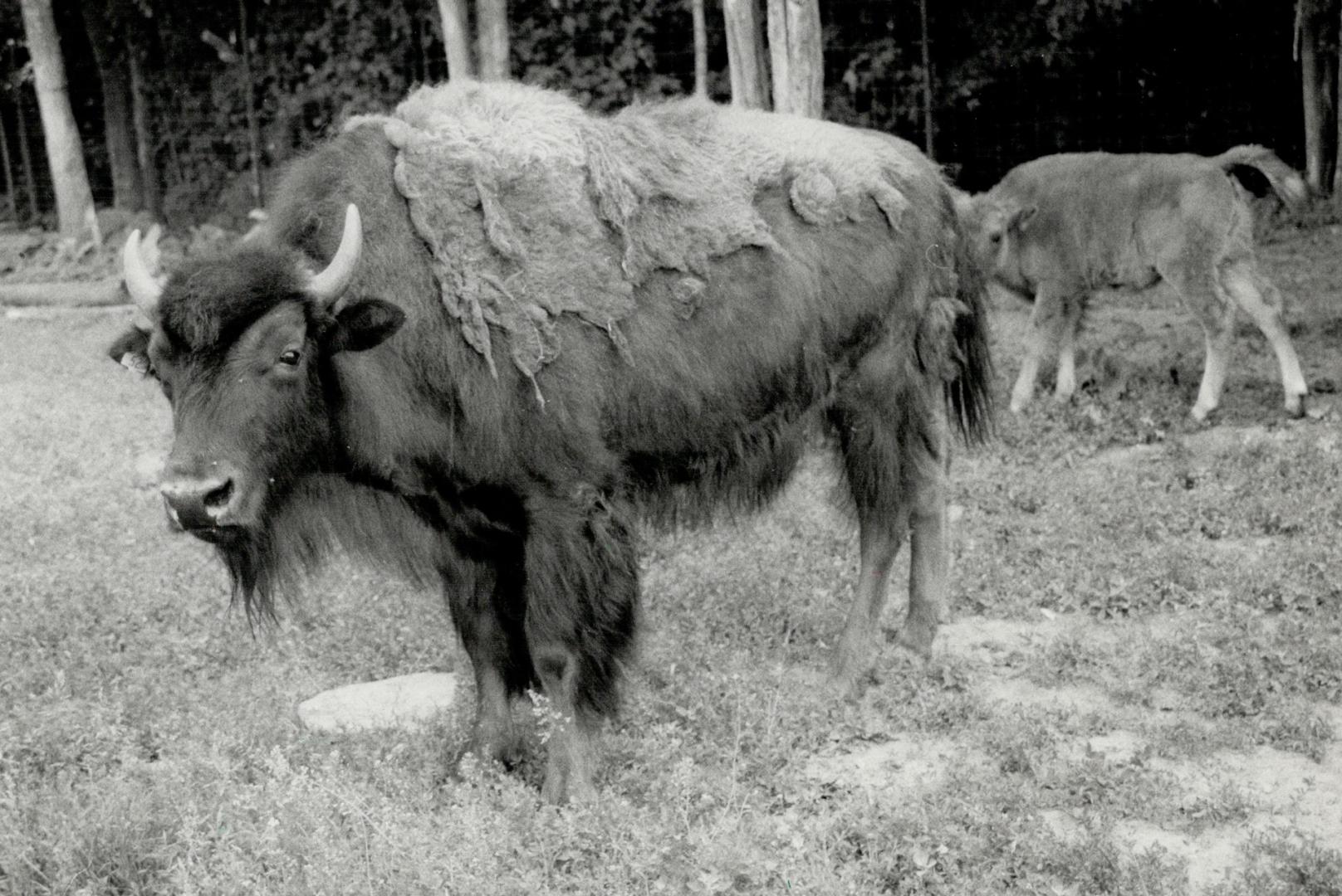 Just Bison their time