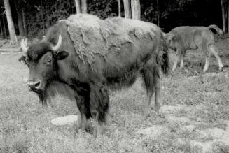 Just Bison their time