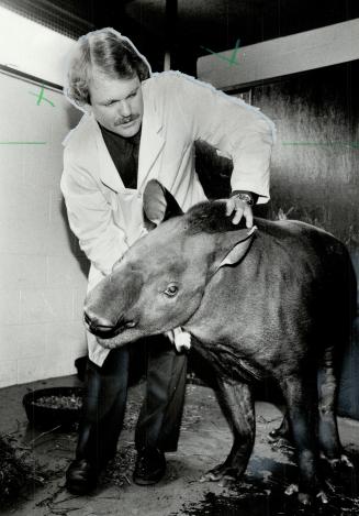 Down in the mouth: A gentle tapir with a lumpy mouth gets treatment for a dental problem and an infection from Dr. Rapley