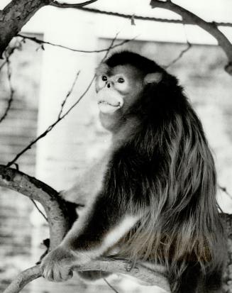 Canada - Ontario - Toronto - Zoos - Metro Toronto Zoo - Animals - Monkeys - Golden Monkeys