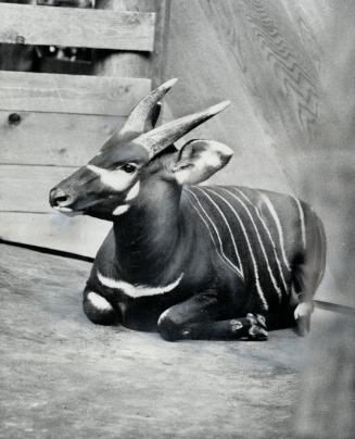 The attractive bongo rests in its enclosure at the zoo