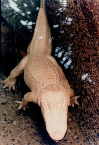 Albino Alligaber