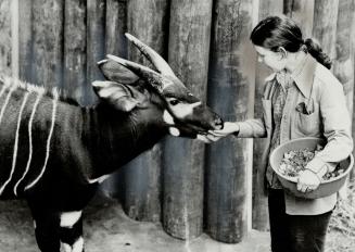 The pride of the African pavillion at the new zoo in Scarborough, Bingo the antelope, gets a handout from animal keeper Janice LaTrobe. Part of her jo(...)