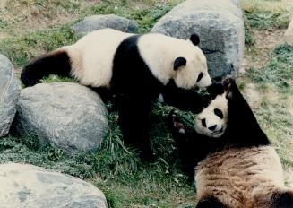 Working up an appetite: Some visitors may not believe it but the pandas were playful