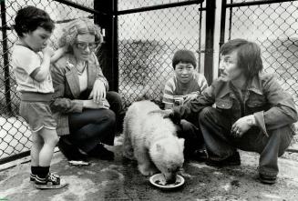 Orphan finds a home. The Metro Zoo has welcomed a new resident - a 5- to 6-month-old female polar bear. Her mother was shot near Repulse Bay, Northwes(...)