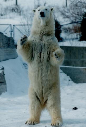 Canada - Ontario - Toronto - Zoos - Metro Toronto Zoo - Animals - Bears - Polar