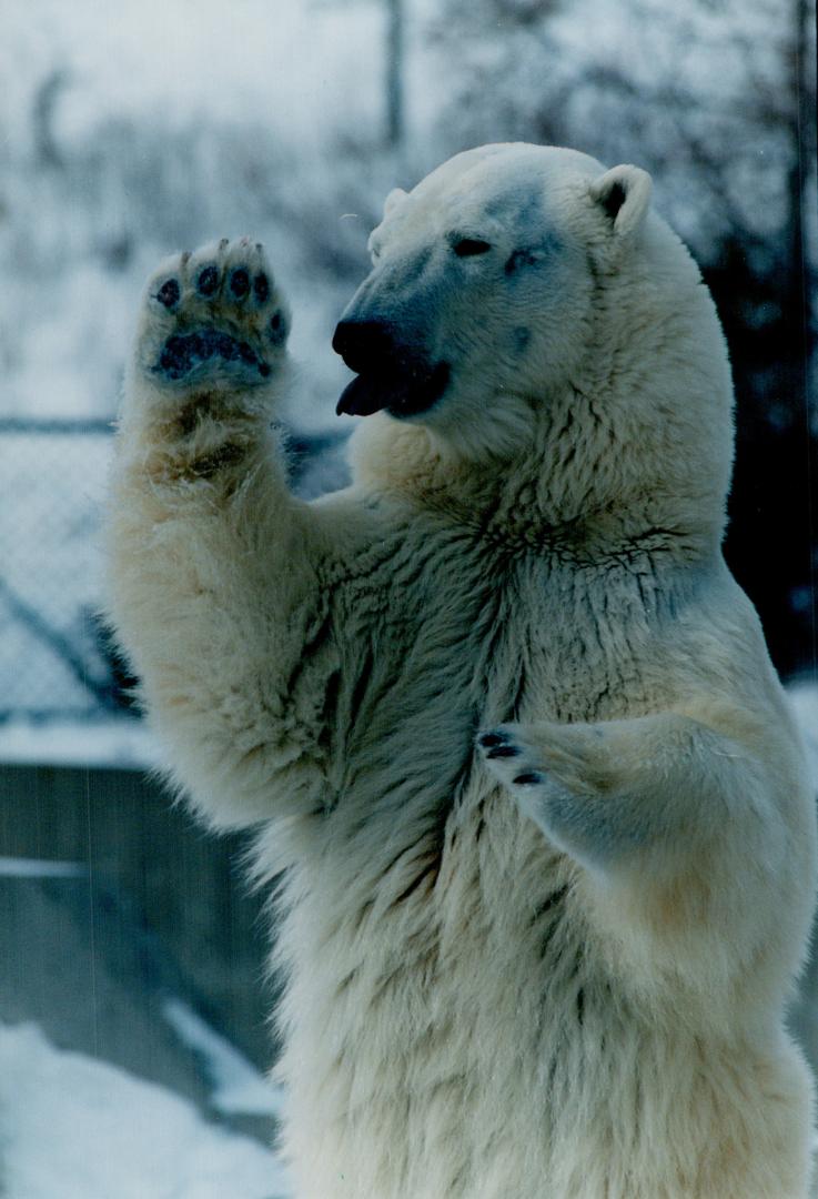 Canada - Ontario - Toronto - Zoos - Metro Toronto Zoo - Animals - Bears - Polar