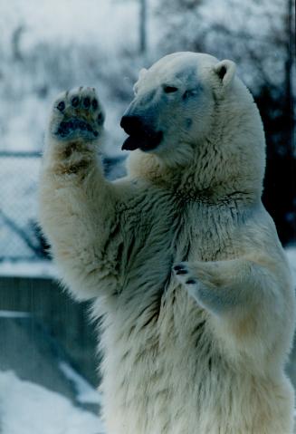 Canada - Ontario - Toronto - Zoos - Metro Toronto Zoo - Animals - Bears - Polar
