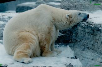 Polar bear - Kunik
