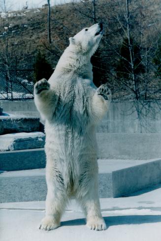 Kinik the polar bear