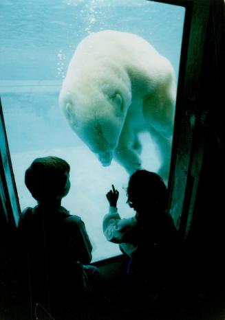 Canada - Ontario - Toronto - Zoos - Metro Toronto Zoo - Animals - Bears - Polar
