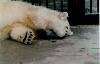 Canada - Ontario - Toronto - Zoos - Metro Toronto Zoo - Animals - Bears - Polar
