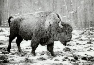 Wood bison