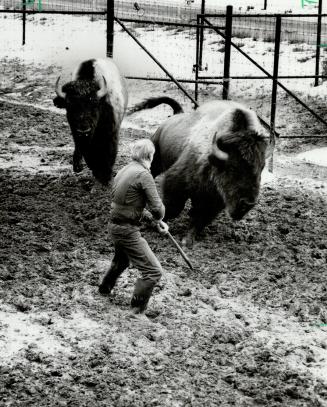 Roundup time at Metro Zoo. Two of the 18 wood bison at the Metro Zoo, chosen for the move to an Indian reserve in Manitoba, were reluctant to enter lo(...)