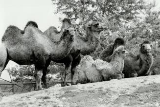 Canada - Ontario - Toronto - Zoos - Metro Toronto Zoo - Animals - Camel
